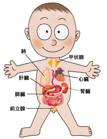 臓器の図