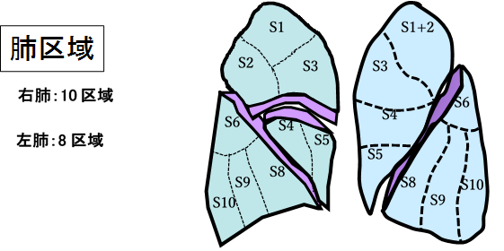 肺区域の図