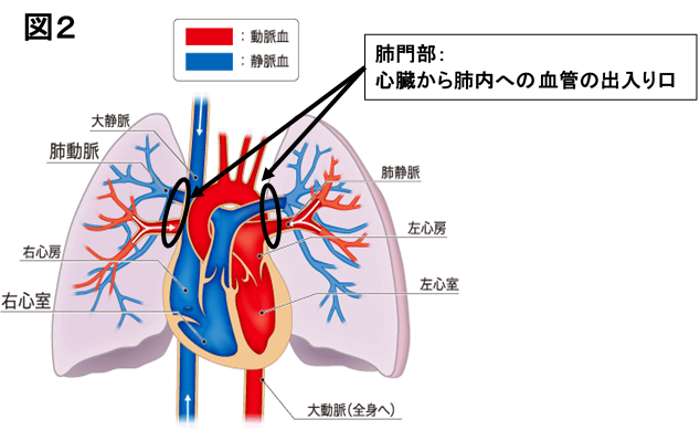 肺のしくみと働き図2