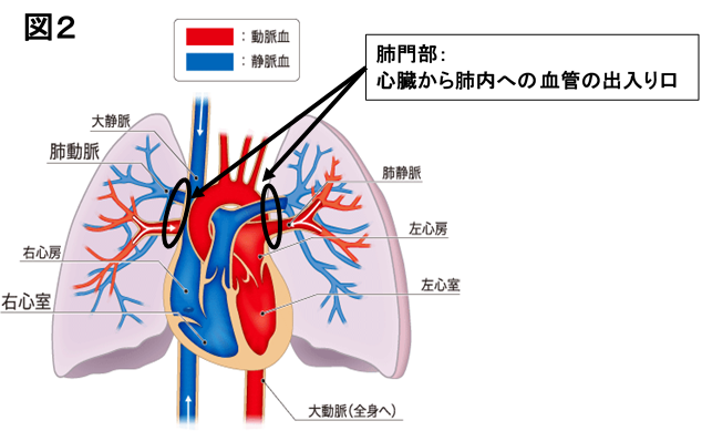 呼吸器外科 | 浜の町病院