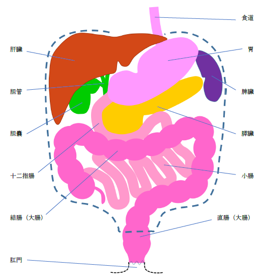 消化器の位置の図